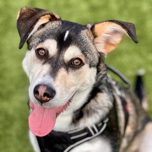 Toby, German Shepherd Dog Mix, adult, available for adoption
