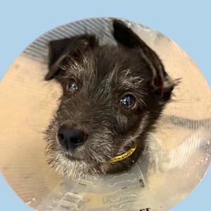 Chronos, Terrier Mix, puppy, available for adoption