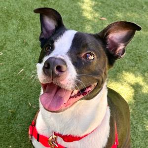 Jackie, American Pit Bull Terrier Mix, adult, available for adoption