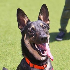 Uni, German Shepherd Dog Mix, young, available for adoption