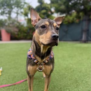 Olympia, American Pit Bull Terrier Mix, young, available for adoption