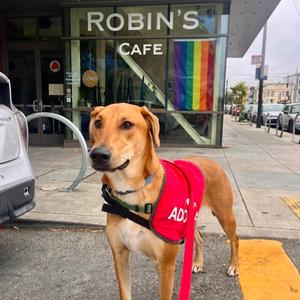 Robin, Hound Mix, young, available for adoption