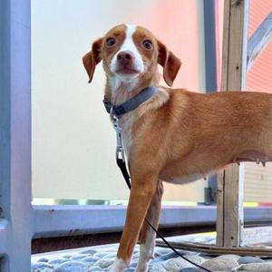 Tinkerbelle, Chihuahua - Smooth Coated Mix, young, available for adoption