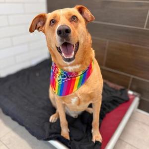 Prescott, German Shepherd Dog Mix, adult, available for adoption