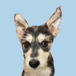 A close-up of a dog with a black and white face, standing against a light blue background.