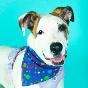 Aardvark, German Shepherd Dog Mix, young, available for adoption