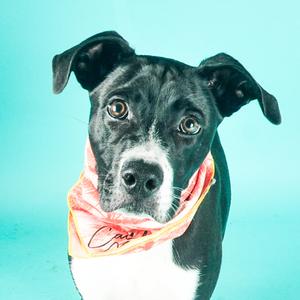 A black and white dog wearing a pink bandana with a signature on it, looking directly at the camera against a blue background.