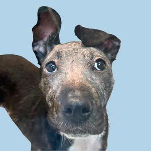 A close-up of a dog with large, expressive eyes and floppy ears, looking directly at the camera against a light blue background.