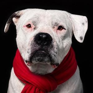 A white dog with black spots wearing a red scarf
