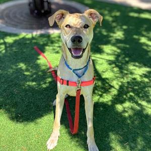 Krypto, Siberian Husky Mix, adult, available for adoption