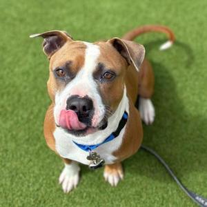 Oscar, Pit Bull Terrier Mix, young, available for adoption