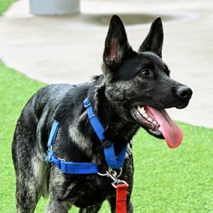 Mitch, German Shepherd Dog Mix, young, available for adoption
