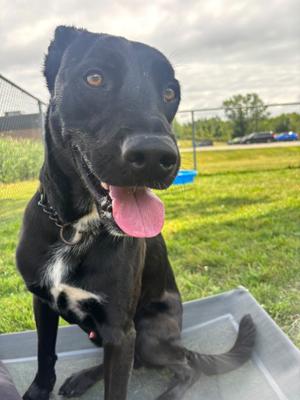 Guinness, Labrador Retriever Mix, available for adoption