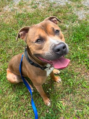 Kenneth, Bulldog Mix, adult, available for adoption