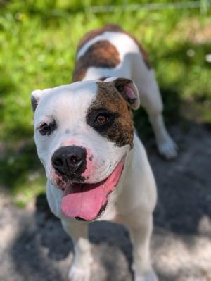 Chestnut, Bulldog Mix, adult, available for adoption