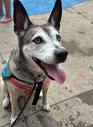 Siren, Siberian Husky Mix, adult, available for adoption
