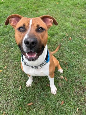 Kano, Bulldog Mix, young, available for adoption
