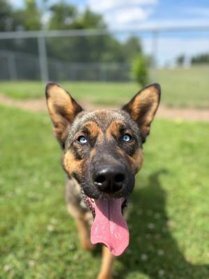 Bailey, German Shepherd Dog Mix, available for adoption