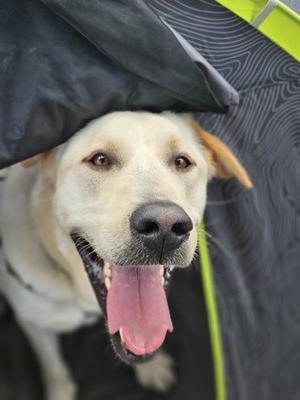 Brian, Golden Retriever Mix, young, available for adoption
