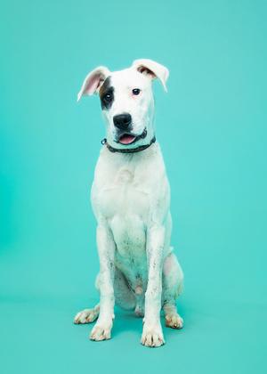 PETEY, Hound Mix, young, available for adoption