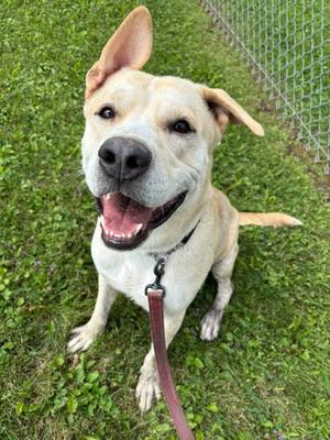Zeus, Labrador Retriever Mix, adult, available for adoption