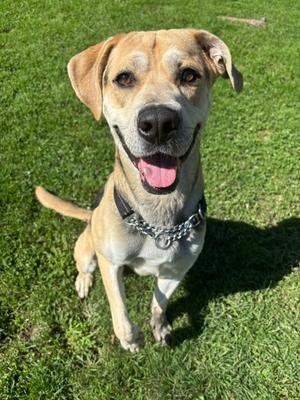 Blade, German Shepherd Dog and Labrador Retriever, adult, available for adoption