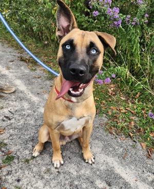Bing, Belgian Malinois Mix, young, available for adoption