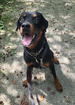 Sherlock, Rottweiler, available for adoption