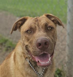 A brown dog with a chain collar, smiling with its mouth open, standing outdoors near a fence.