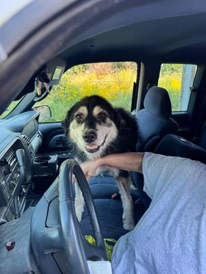 Willow, Australian Shepherd / Mixed Breed, adult, available for adoption