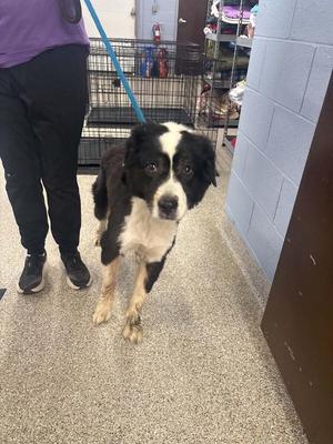 Booger, Border Collie, adult, available for adoption