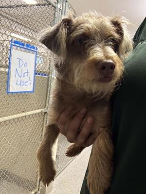 Spencer, Wirehaired Terrier, young, available for adoption
