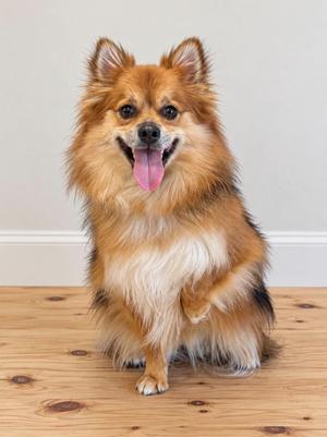 Mochi, Pomeranian, young, available for adoption