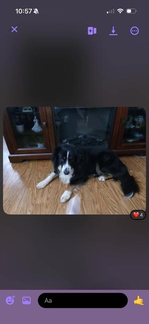 a black and white dog lying on a wooden floor in front of a glass cabinet
