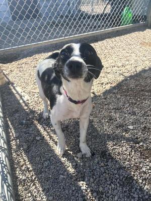 a black and white dog standing on gravel in front of a chain-link fence