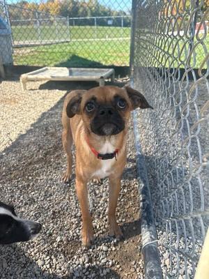 A brown and white dog with a red collar standing on gravel in front of a chain-link fence.