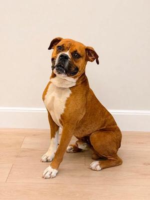 A brown and white boxer dog sitting on a wooden floor with a white wall in the background.