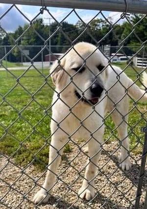 Haas, Great Pyrenees, adult, available for adoption