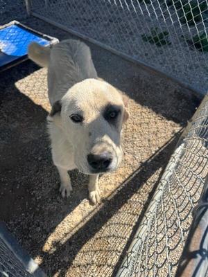 Moose, Great Pyrenees, young, available for adoption