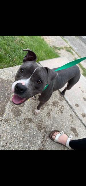 Hermione, Pit Bull Terrier, young, available for adoption