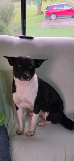 black and white dog sitting on a couch