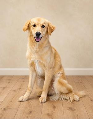 A golden retriever dog sitting on a wooden floor with a light-colored wall in the background.