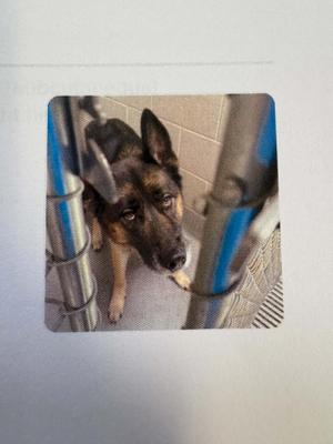 Oliver, German Shepherd Dog, adult, available for adoption
