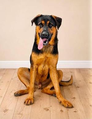A black and tan dog sitting on a wooden floor with its tongue out.