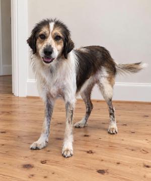A brown and white dog standing on a wooden floor.