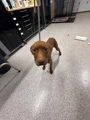 Harley, Mixed Breed, young, available for adoption