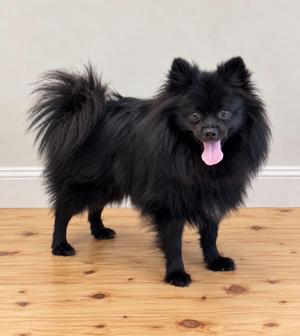 Dutch, Pomeranian, young, available for adoption
