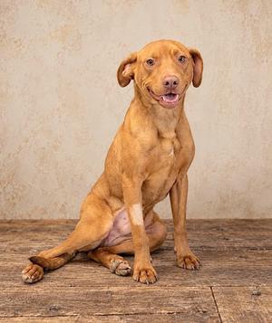 A brown dog sitting on a wooden floor with a light-colored wall in the background.