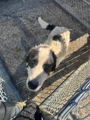 A black and white dog with a fluffy coat is looking up at the camera. The dog has a black patch over its left eye and a black tail. It is standing on a gravel surface next to a metal fence. The dog's ears are floppy and it appears to be in a shelter or enclosure.