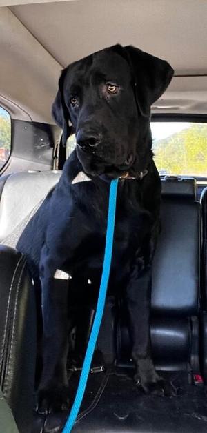 Ranger, Black Labrador Retriever / Mixed Breed, young, available for adoption